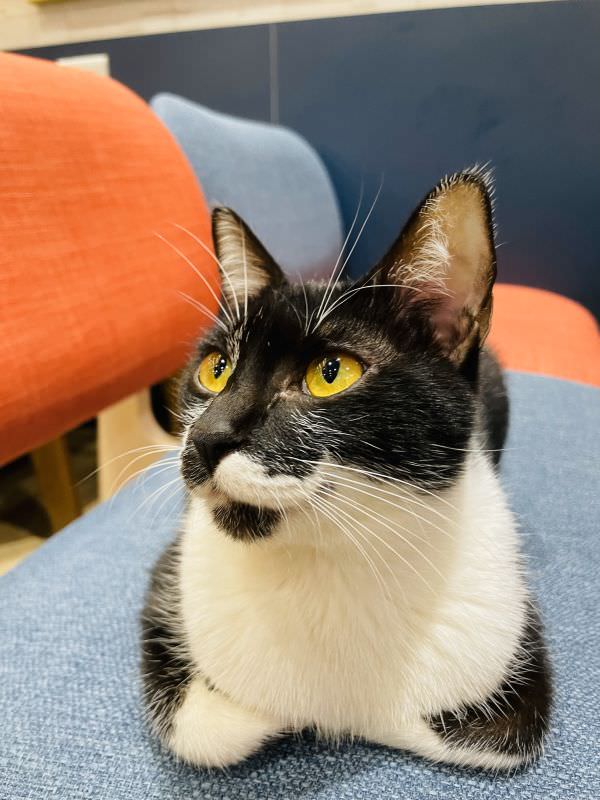 森林小徑大墩店對寵物超友善